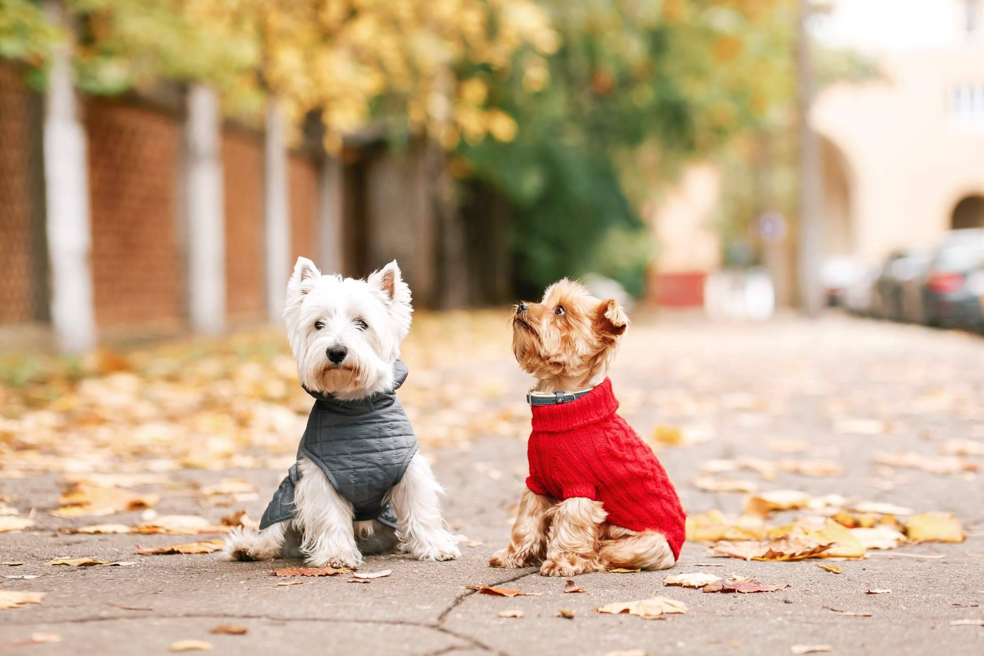 Ropa para perros. Los beneficios y consideraciones para la salud de la mascota