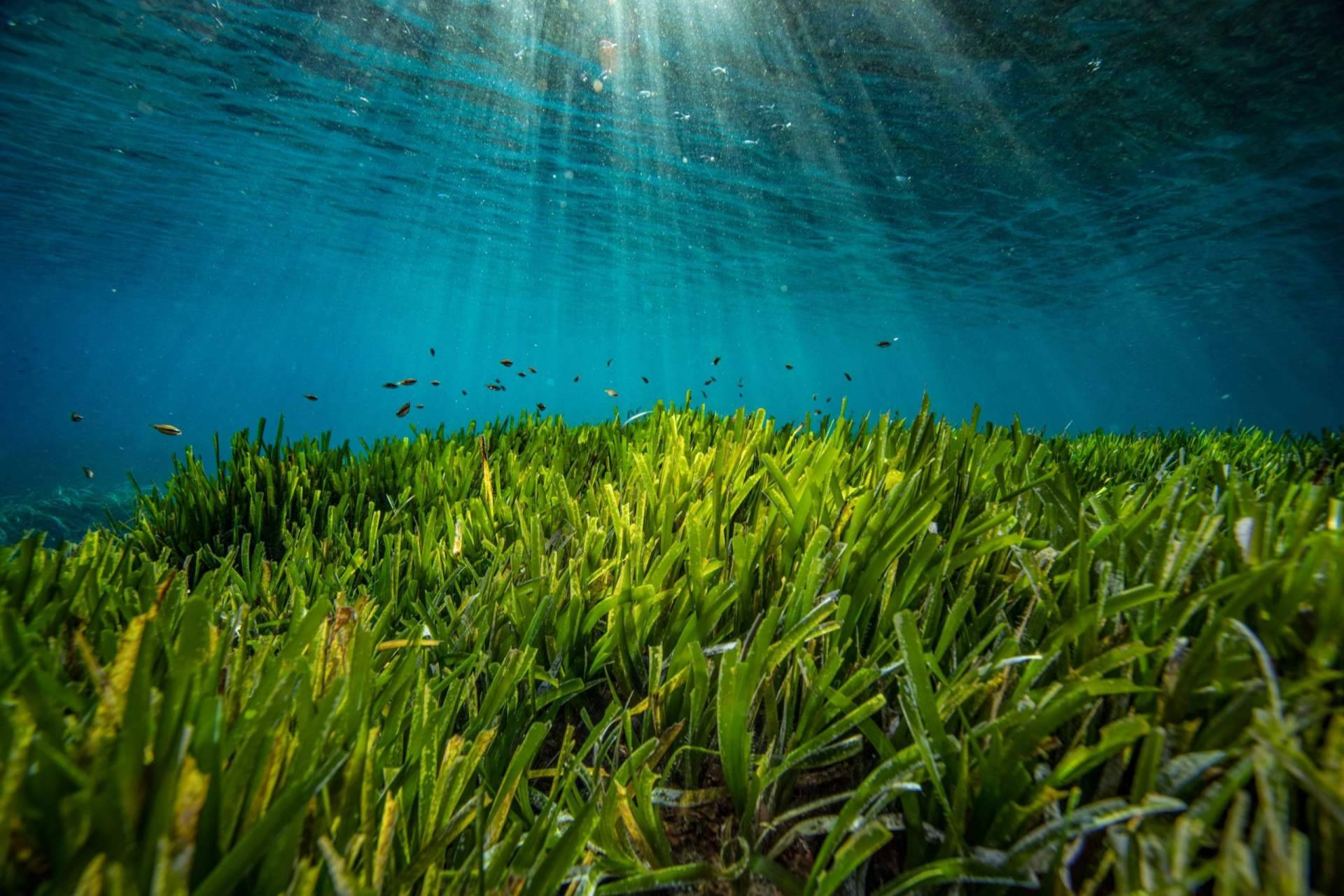 Más de 50.000 plantas de posidonia y un impacto educativo récord en 2025