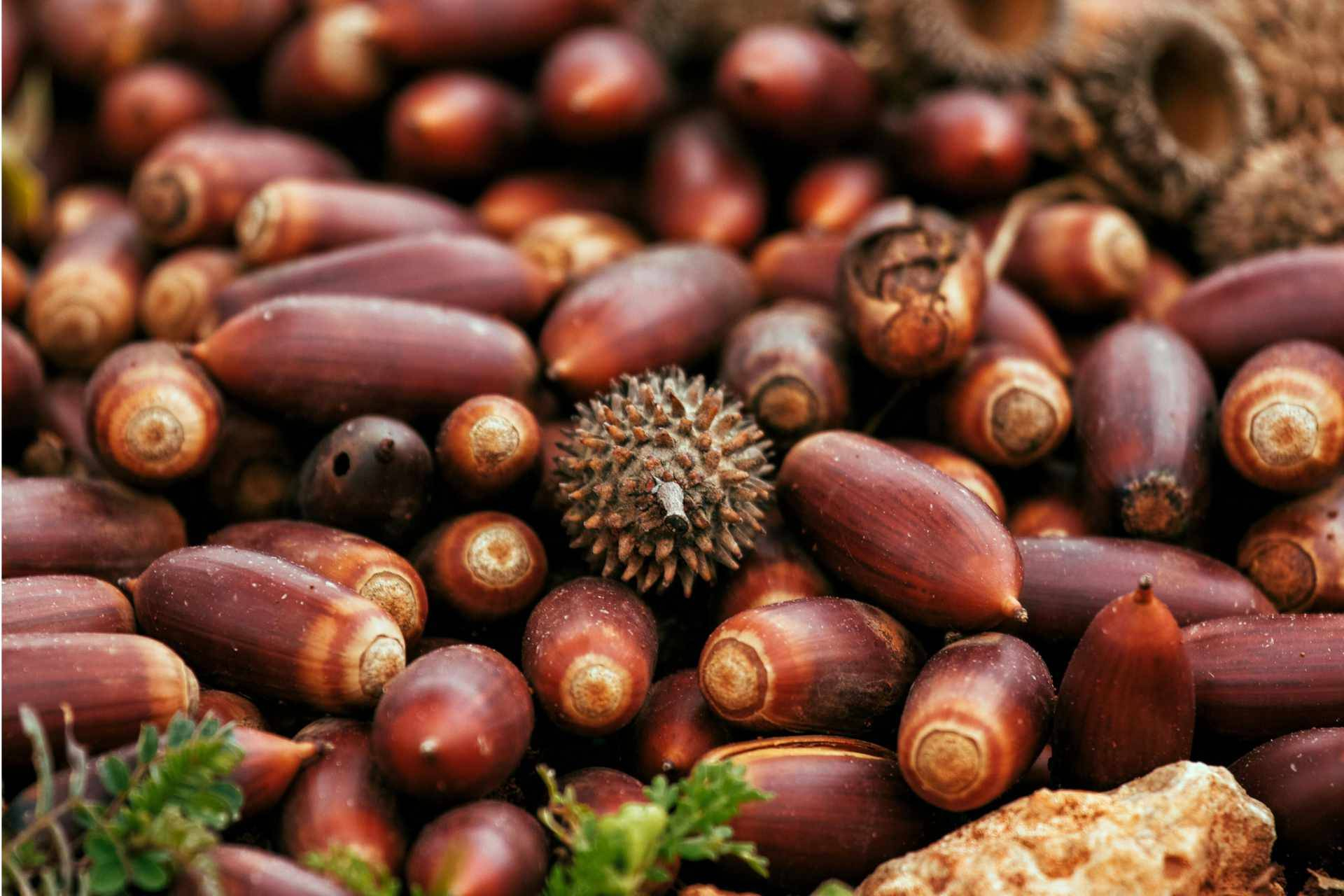 Harina de bellota; una alternativa natural para cocinar sin gluten